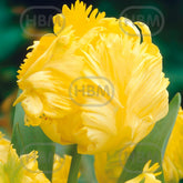 Hectarul - Bulbi de lalea Yoko Parrot, 5 bulbi